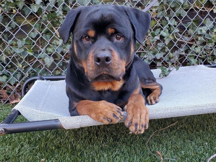 Beetlejuice, an adopted Rottweiler in Port Washington, NY_image-6