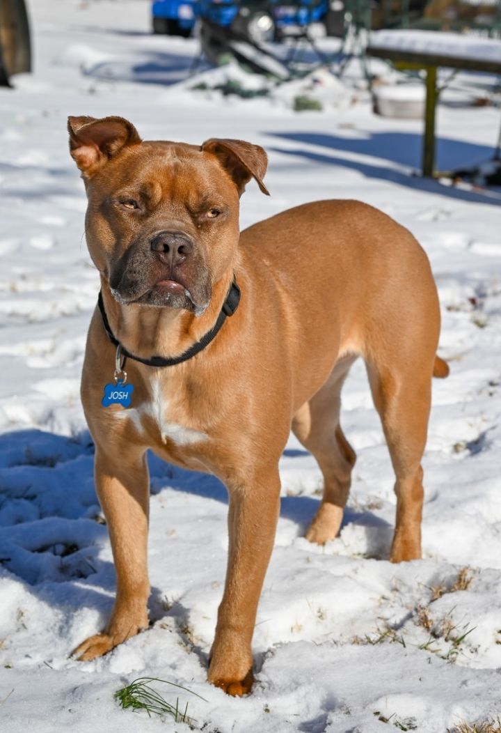 Josh, an adopted American Bully & Labrador Retriever Mix in Georgetown, KY_image-4