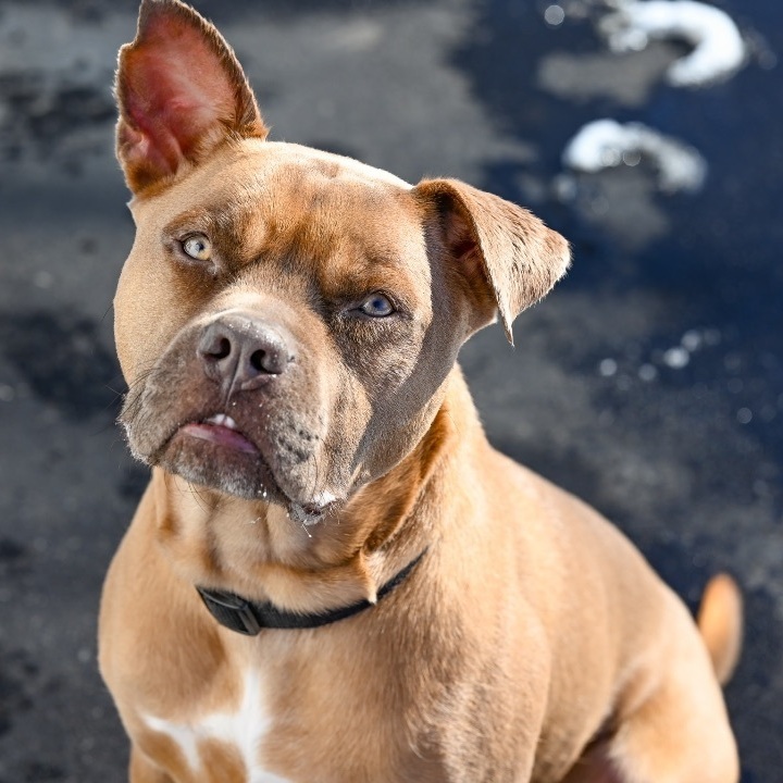Josh, an adopted American Bully & Labrador Retriever Mix in Georgetown, KY_image-5