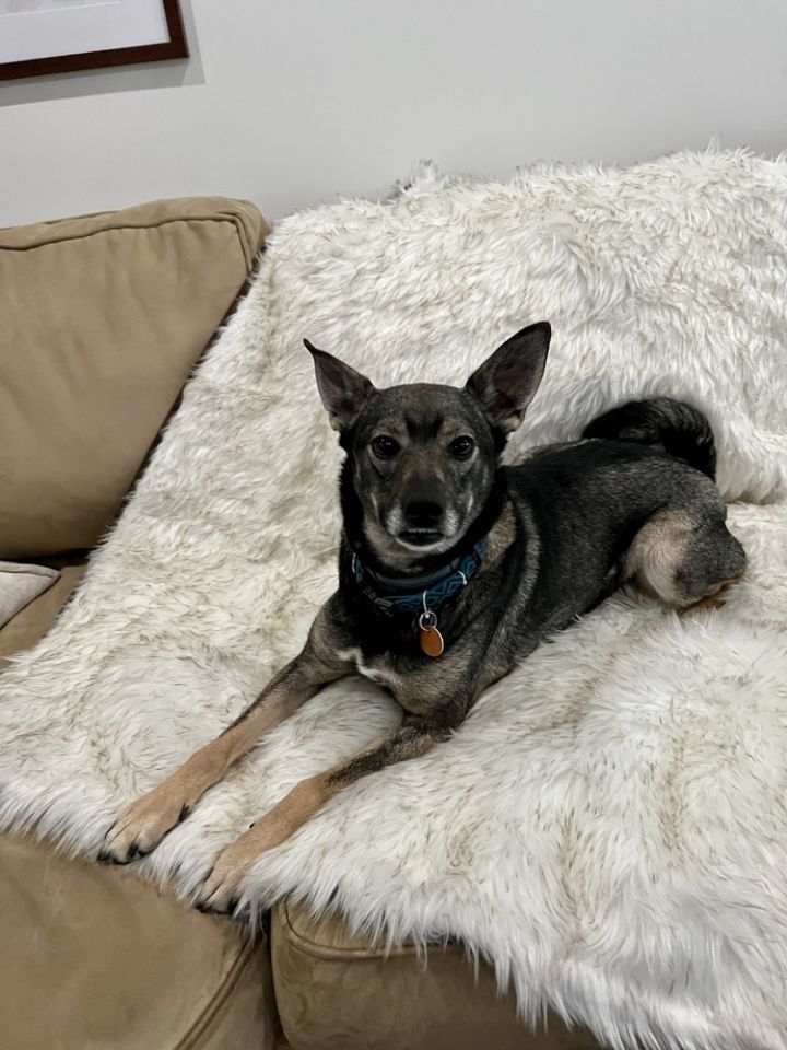 Tiny Tina, an adoptable Norwegian Elkhound Mix in Columbus, OH_image-5