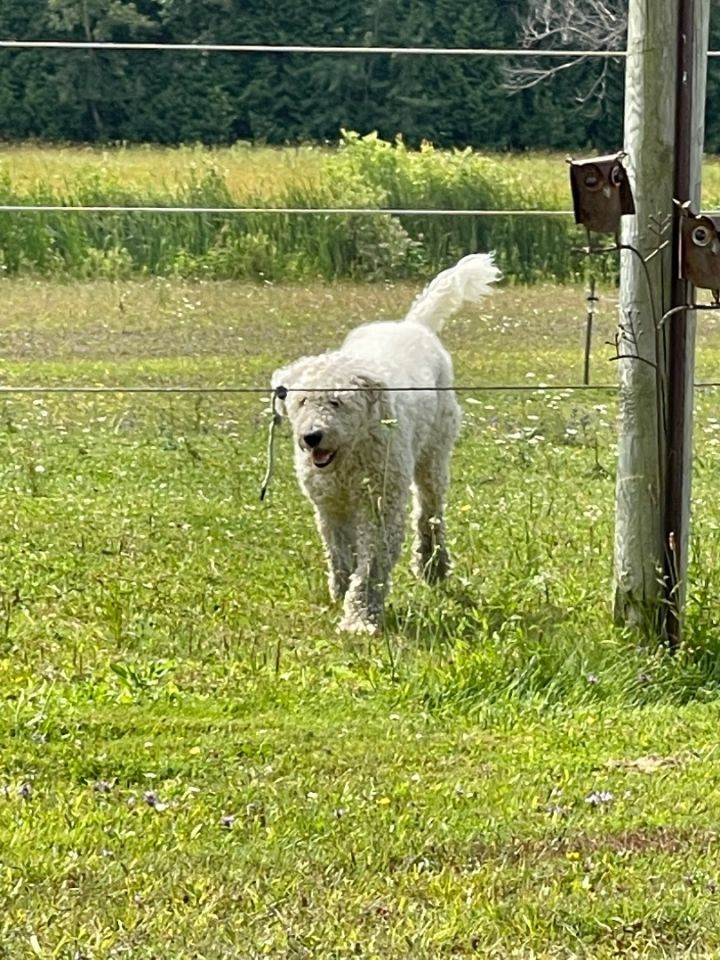 Maggie 3