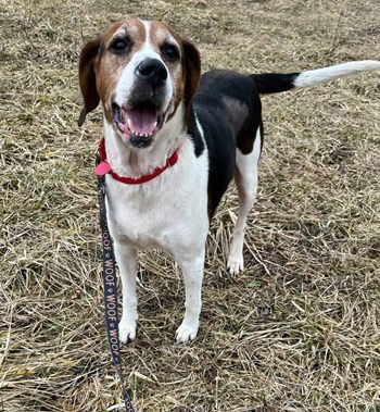 Mika, an adoptable Coonhound & Beagle Mix in West Decatur, PA_image-3