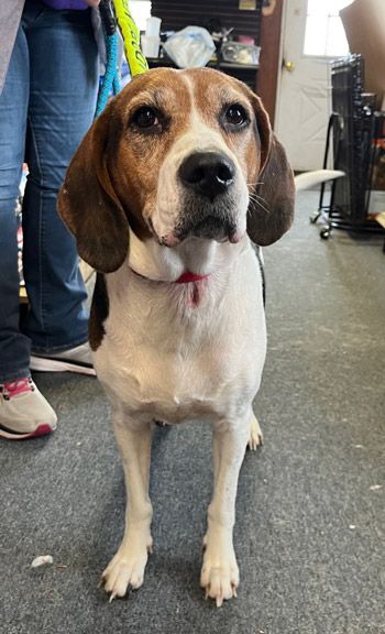 Mika, an adoptable Coonhound & Beagle Mix in West Decatur, PA_image-5