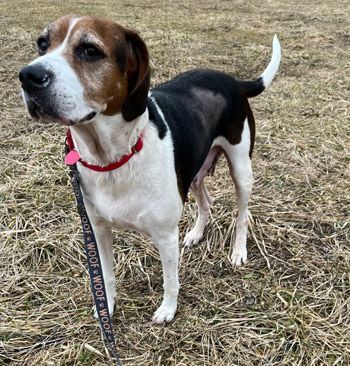 Mika, an adoptable Coonhound & Beagle Mix in West Decatur, PA_image-6