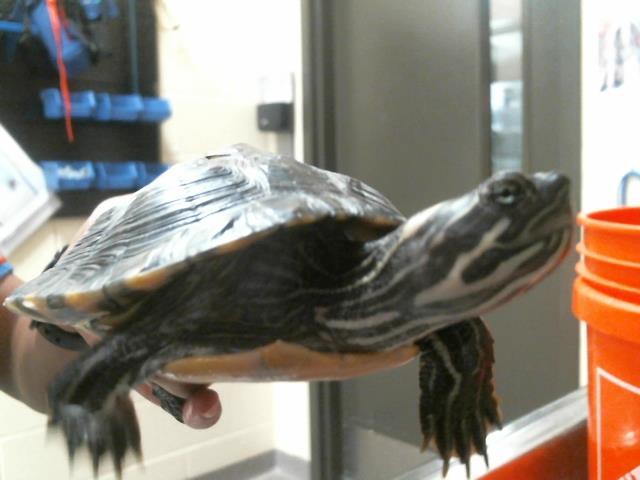 LITTLE FOOT, an adoptable Turtle in Denver, CO_image-1