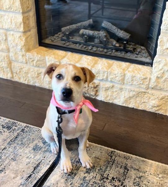 Brayleigh , an adoptable Mixed Breed in Cypress, TX_image-4