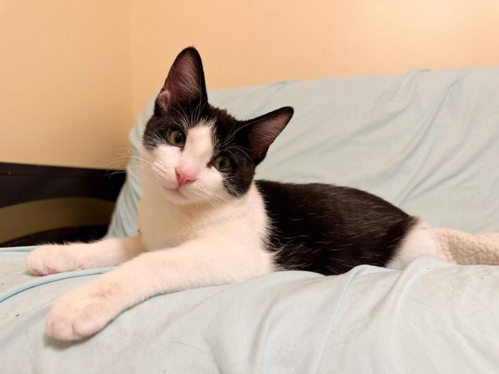 Sylvester 6