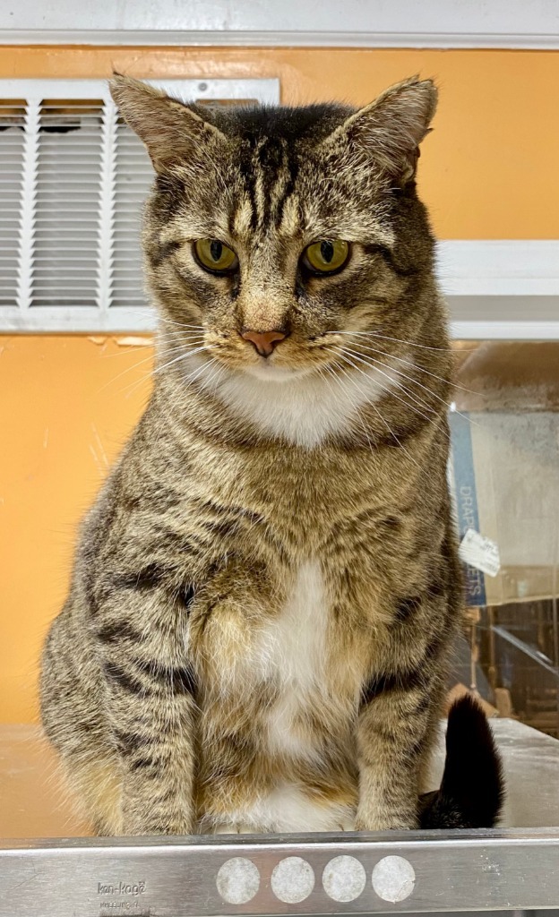 Tiger jr., an adoptable Domestic Short Hair in Fort Lupton, CO, 80621 | Photo Image 1