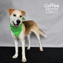 COFFEE's profile on Petfinder.com
