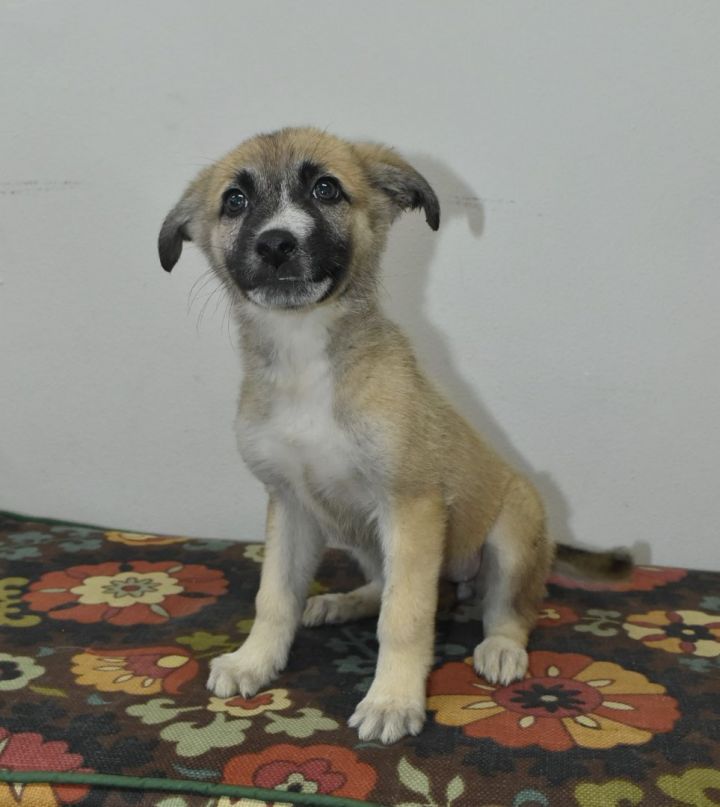 Ella, an adopted German Shepherd Dog Mix in Tyler, TX_image-2