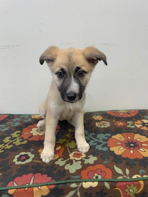 Ella, an adopted German Shepherd Dog Mix in Tyler, TX_image-5
