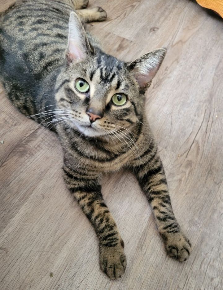 Enzo, an adopted Tabby in Saint Paul, MN_image-1