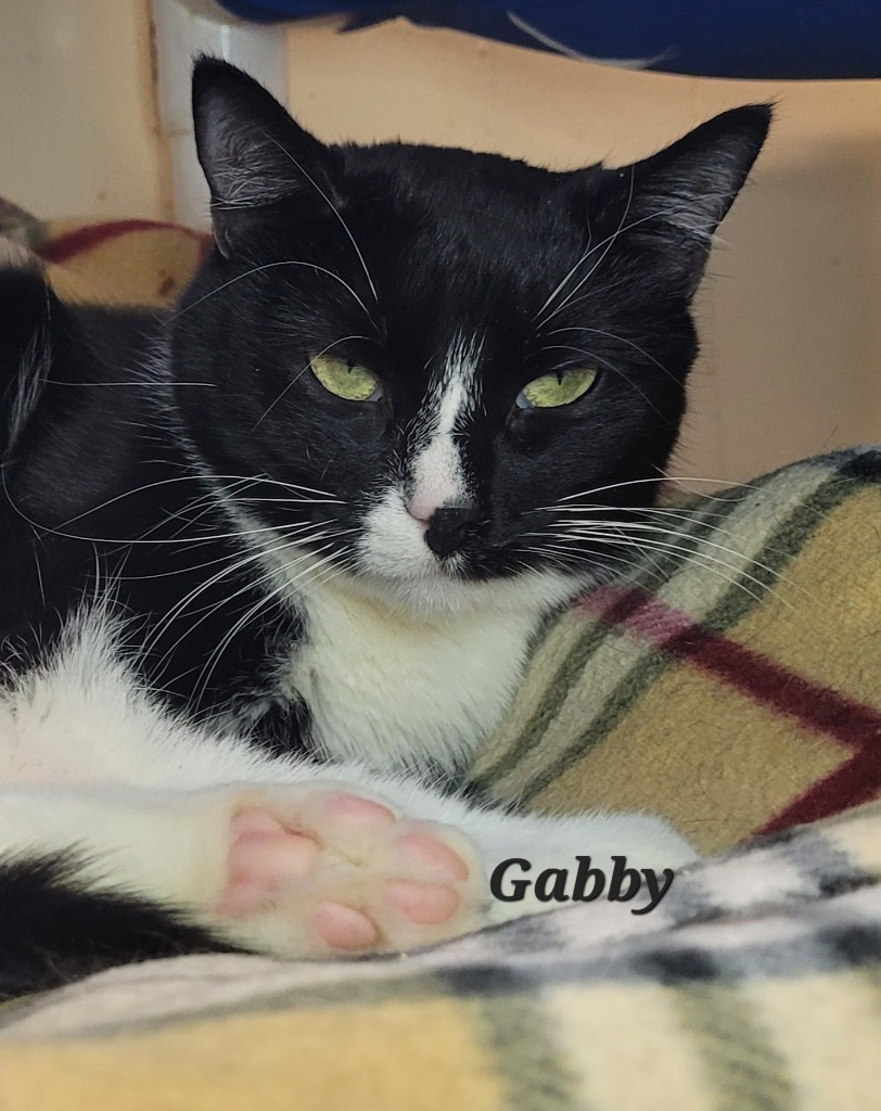 Gabby, an adoptable Domestic Short Hair in Cedar Rapids, IA, 52404 | Photo Image 1