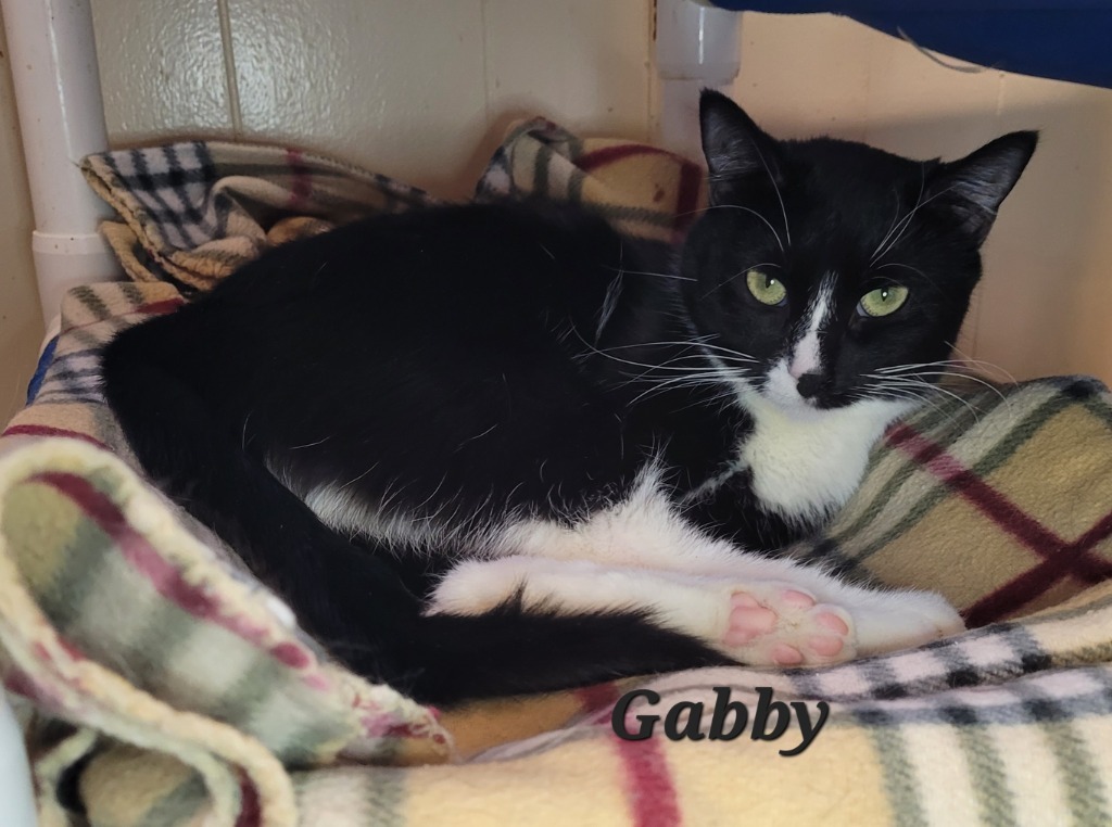 Gabby, an adoptable Domestic Short Hair in Cedar Rapids, IA, 52404 | Photo Image 2