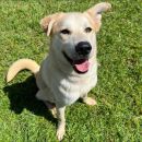 BISCUIT's profile on Petfinder.com