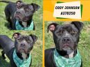 CODY JOHNSON's profile on Petfinder.com