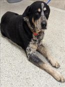 MCCOLLUM's profile on Petfinder.com