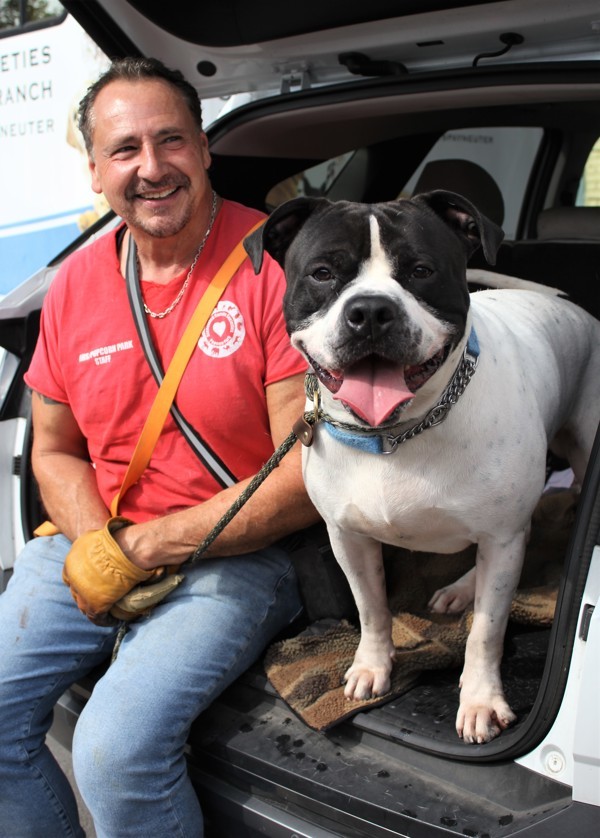 Ike, an adoptable American Bulldog Mix in Newark, NJ_image-1
