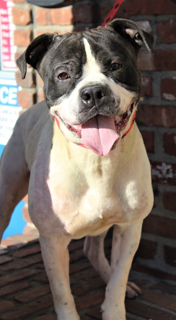 Ike, an adoptable American Bulldog Mix in Newark, NJ_image-4