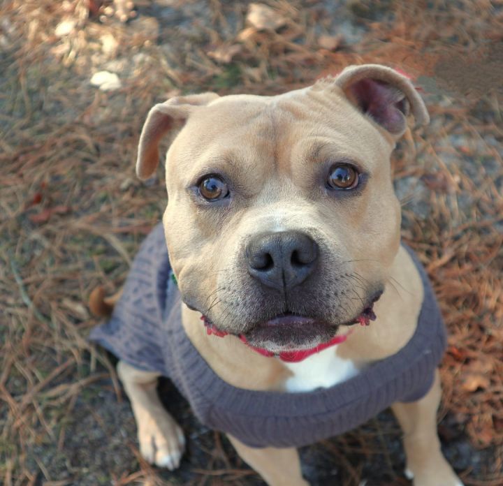 Kirk, an adoptable American Staffordshire Terrier Mix in Forked River, NJ_image-1