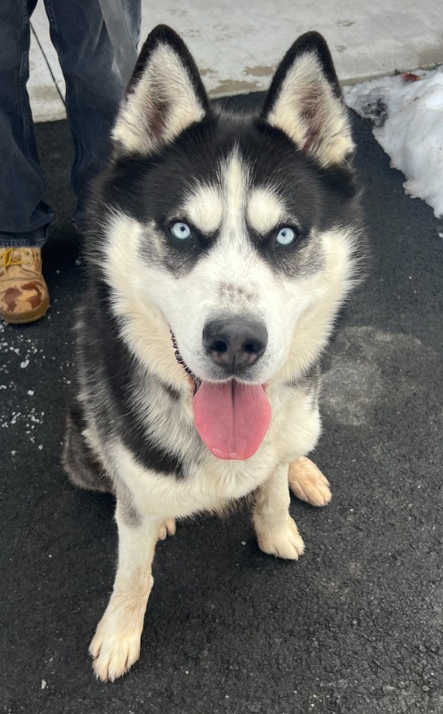 Blake, an adoptable Husky in Ferndale, NY_image-2