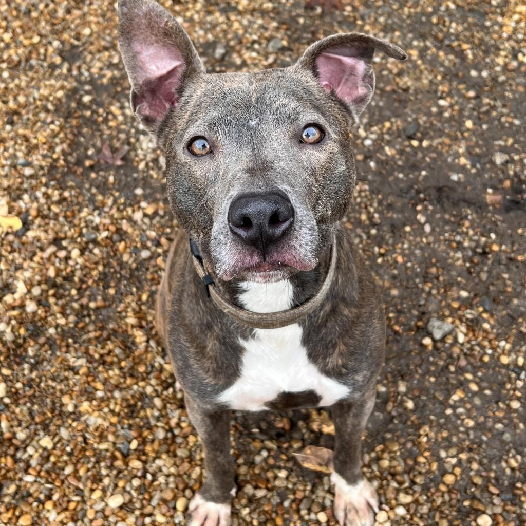 Alexis, an adoptable American Bulldog in Columbus, GA, 31907 | Photo Image 2