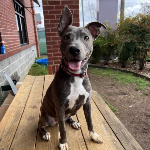 Alexis, an adoptable American Bulldog in Columbus, GA, 31907 | Photo Image 3