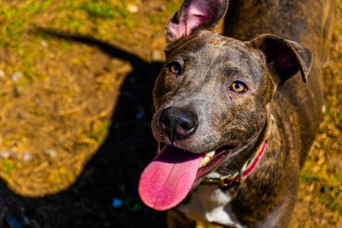 Alexis, an adoptable American Bulldog in Columbus, GA, 31907 | Photo Image 4
