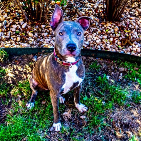 Alexis, an adoptable American Bulldog in Columbus, GA, 31907 | Photo Image 5