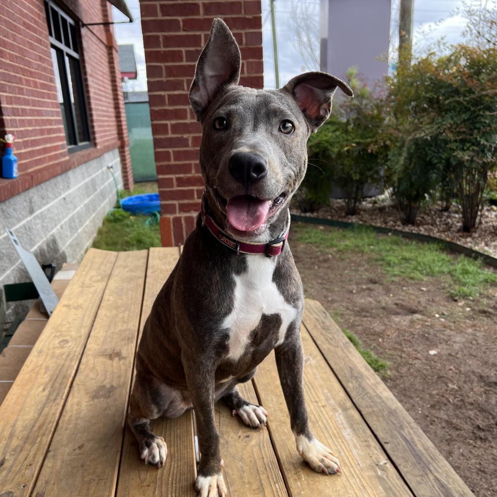 Alexis, an adoptable American Bulldog in Columbus, GA, 31907 | Photo Image 5