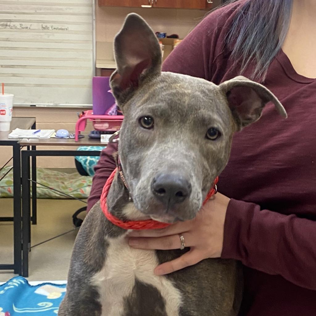 Alexis, an adoptable American Bulldog in Columbus, GA, 31907 | Photo Image 6