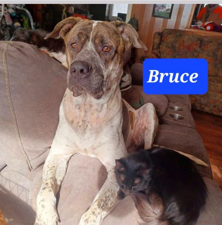 Bruce, an adoptable Mastiff & Great Dane Mix in Lexington, MO_image-4