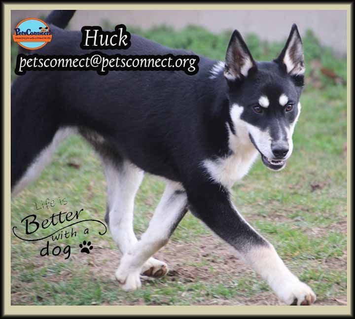 Huck, an adoptable Siberian Husky Mix in South Bend, IN_image-2