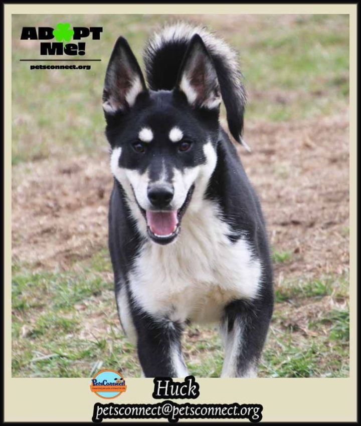 Huck, an adoptable Siberian Husky Mix in South Bend, IN_image-3