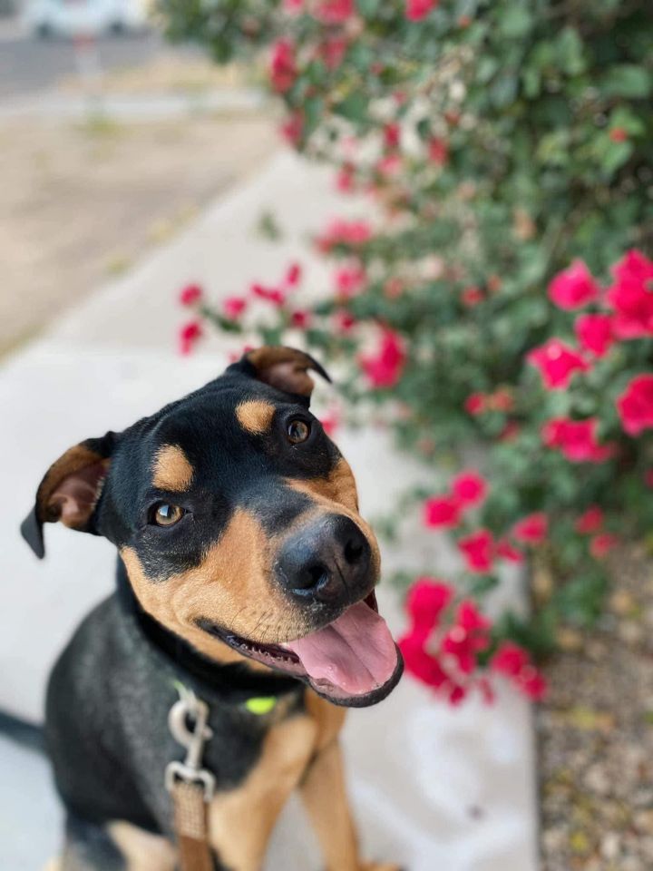Loki (Courtesy Post), an adoptable Rottweiler & Pit Bull Terrier Mix in Phoenix, AZ_image-2
