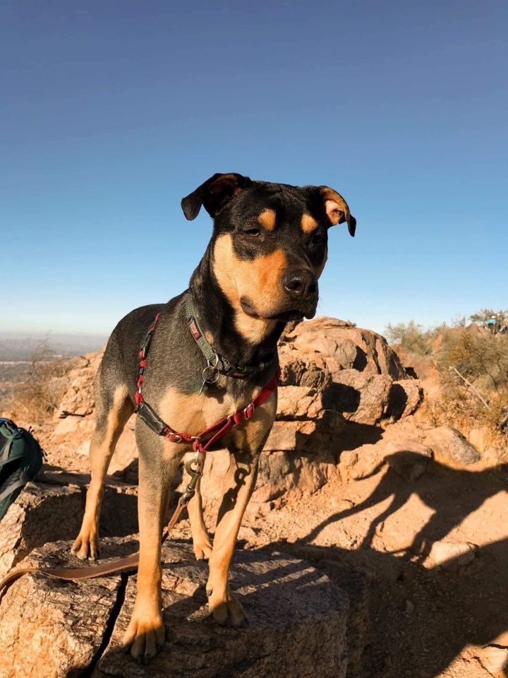 Loki (Courtesy Post), an adoptable Rottweiler & Pit Bull Terrier Mix in Phoenix, AZ_image-3