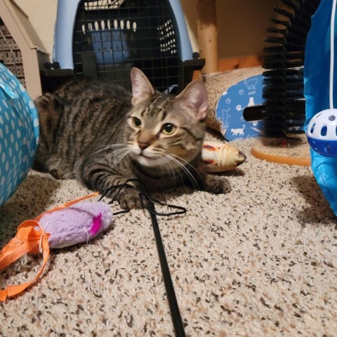 Parker, an adoptable Domestic Short Hair in Madison, WI_image-2