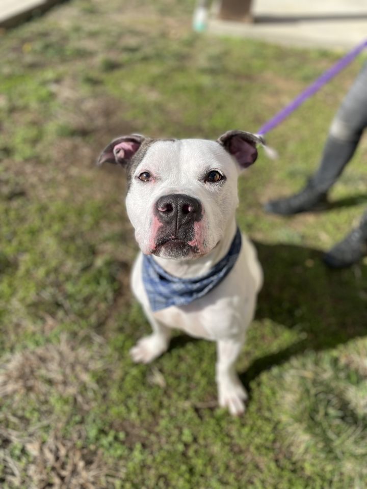 Auggie, an adoptable Pit Bull Terrier Mix in Dickson, TN_image-1