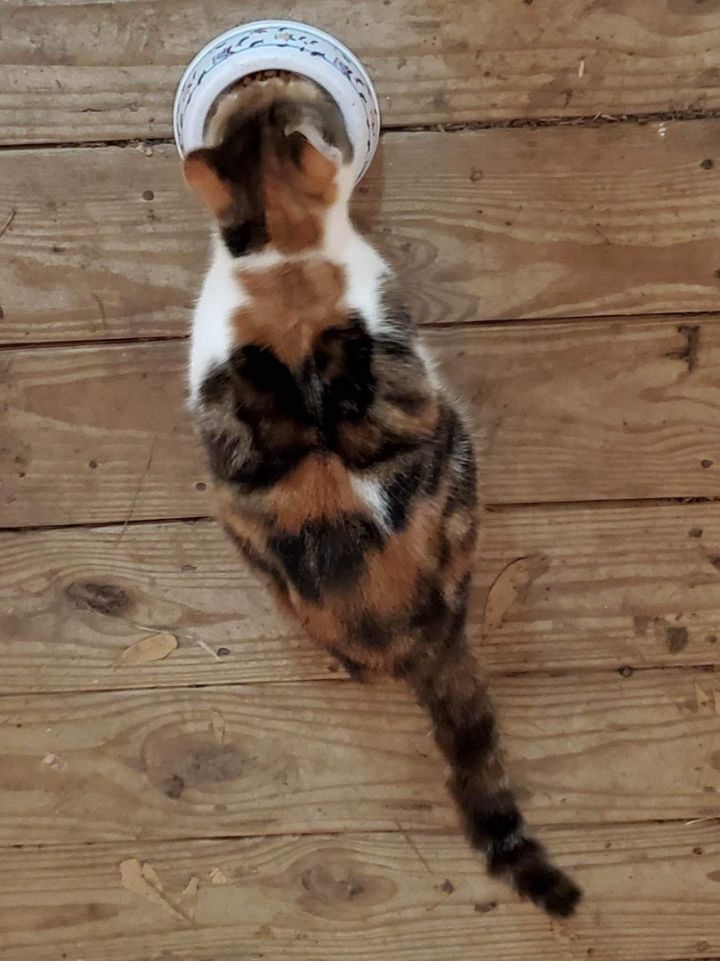 Peanut 2