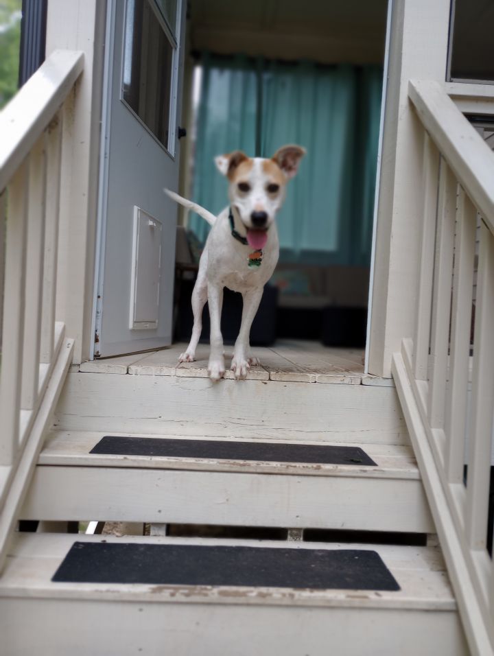Ruby, an adoptable American Foxhound & Labrador Retriever Mix in Raleigh, NC_image-6