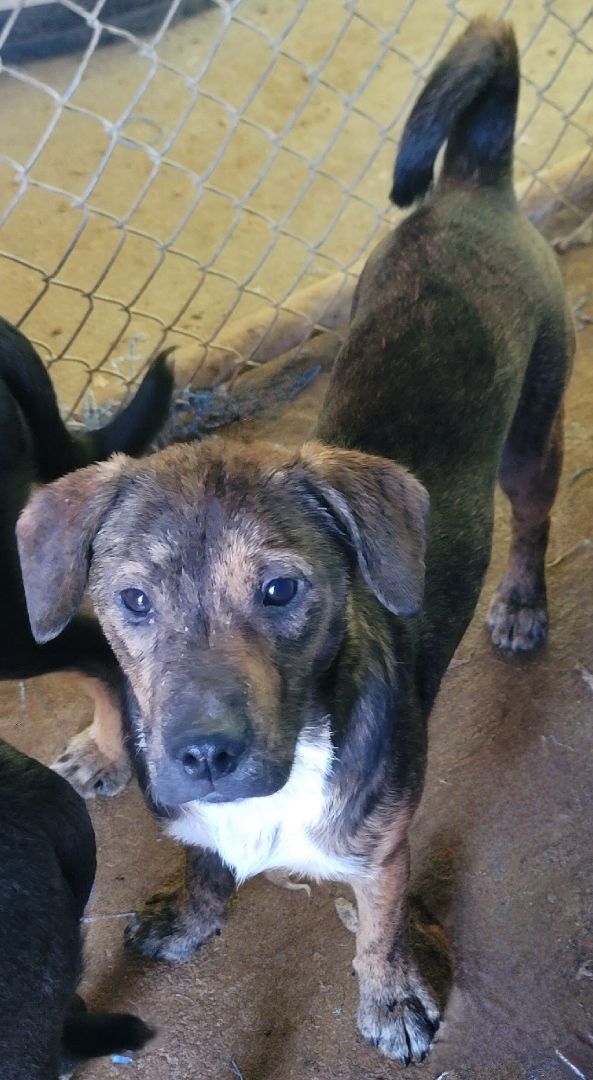 Runt, an adoptable Mixed Breed in McCrory, AR_image-1