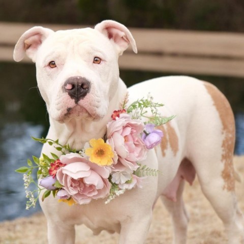 Gretchen, an adoptable English Bulldog Mix in Brownsboro, AL_image-1