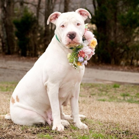 Gretchen, an adoptable English Bulldog Mix in Brownsboro, AL_image-6
