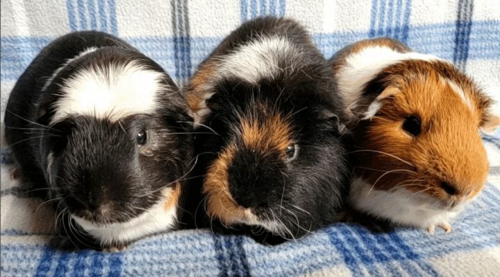 Mr. Nibbles, Karen, Oreo, an adoptable Guinea Pig Mix in Airway Heights, WA_image-1