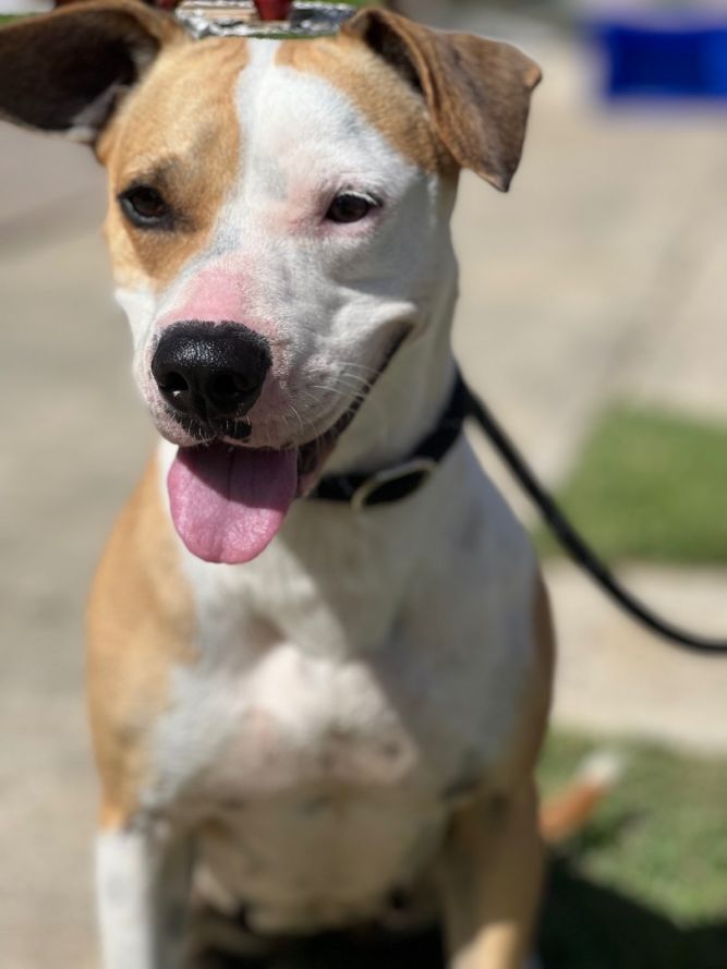 Dog for adoption - Molly, a Pit Bull Terrier & Beagle Mix in Jersey