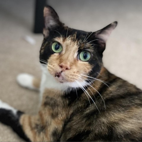 Christine - Foster, an adoptable Domestic Short Hair in Grand Rapids, MI_image-1