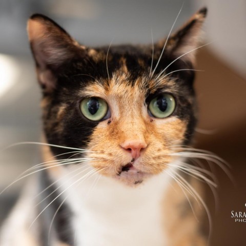 Christine - Foster, an adoptable Domestic Short Hair in Grand Rapids, MI_image-5