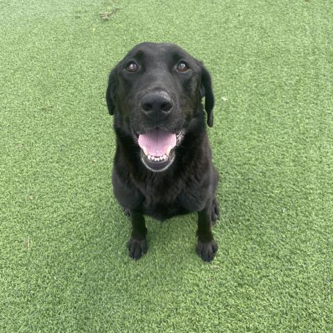 Norman, an adoptable Black Labrador Retriever Mix in LOXAHATCHEE, FL_image-1