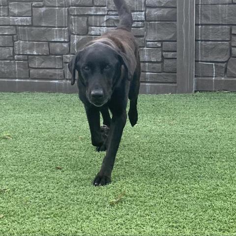 Norman, an adoptable Black Labrador Retriever Mix in LOXAHATCHEE, FL_image-3