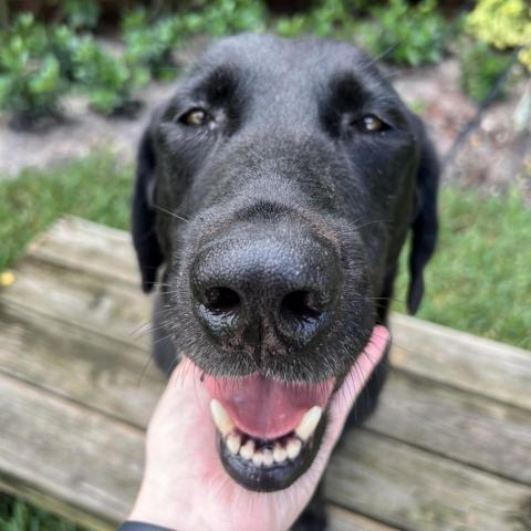 Norman, an adoptable Black Labrador Retriever Mix in LOXAHATCHEE, FL_image-4